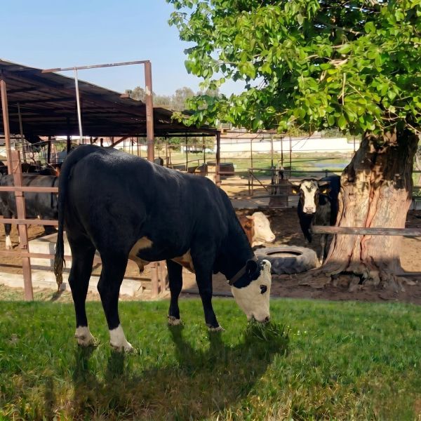 Kurbanlık İzmir Torbalı