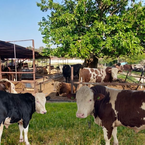 Kurbanlık İzmir Torbalı