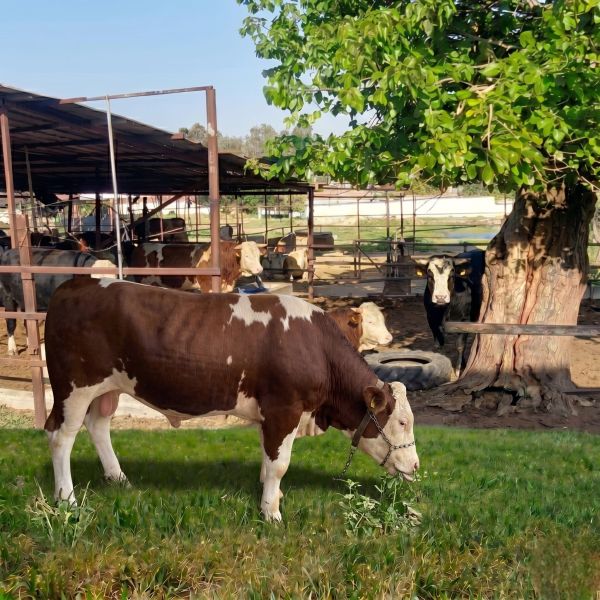 Kurbanlık İzmir Torbalı