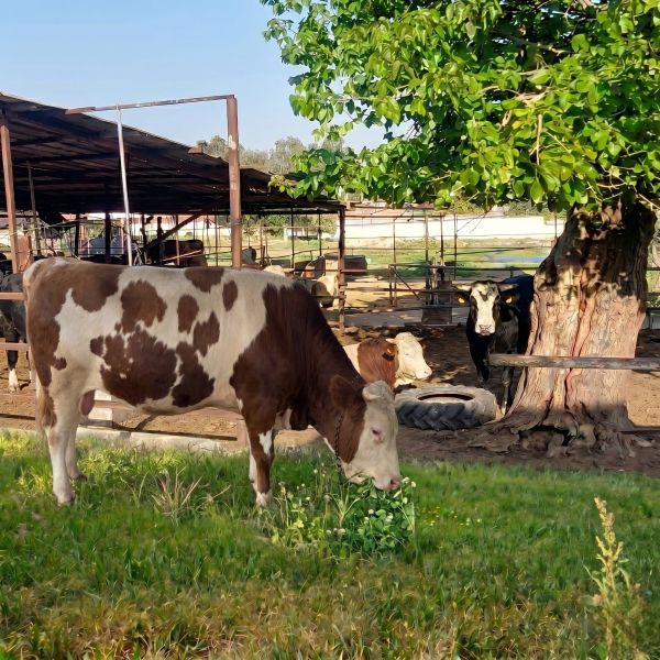 Kurbanlık İzmir Torbalı